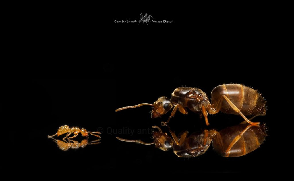 Lasius flavus