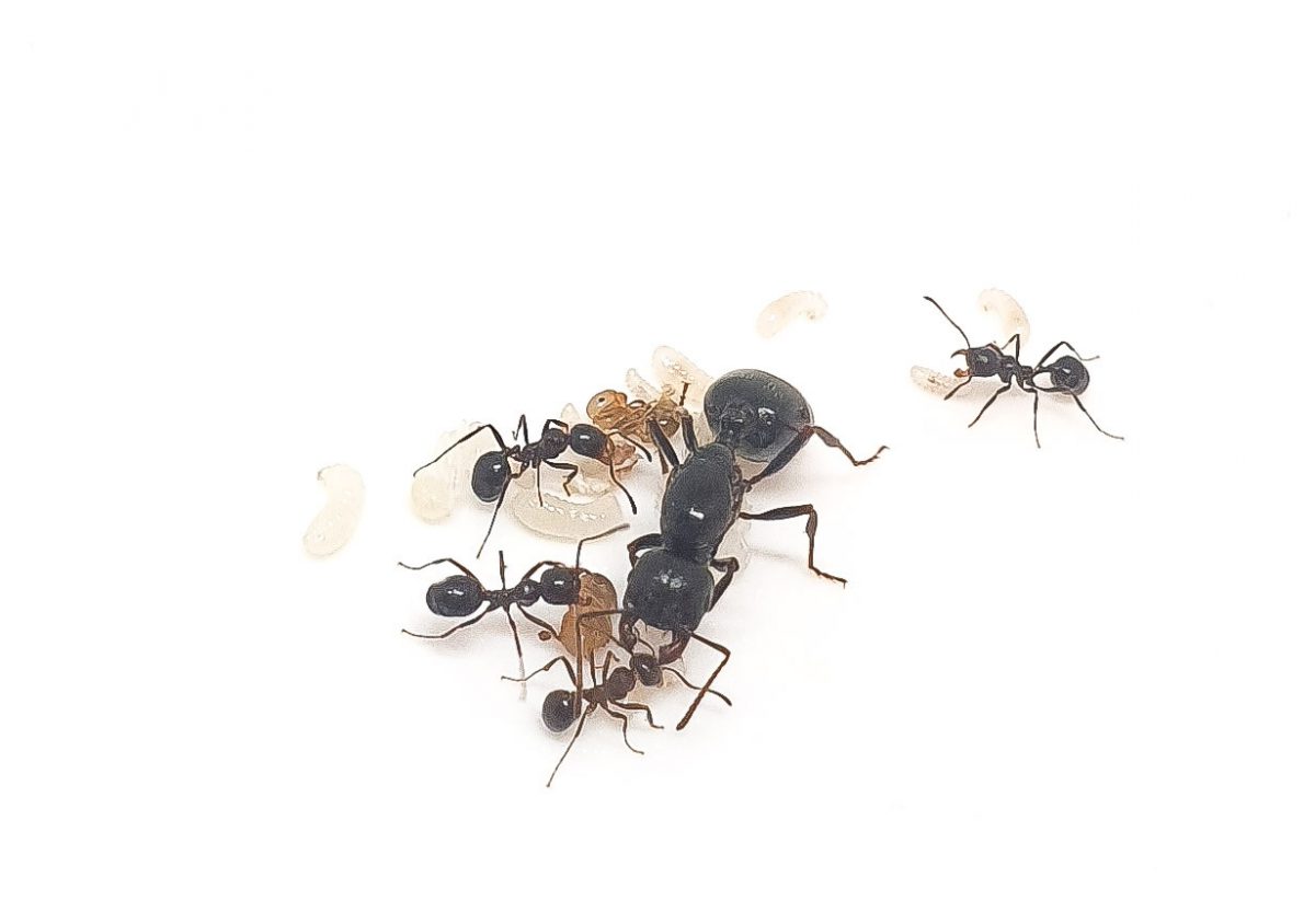 Messor capitatus Quality Ants