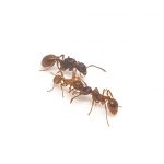 Myrmica rubra
