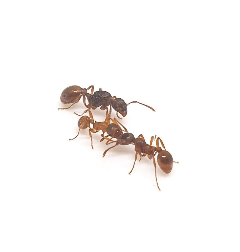Myrmica rubra