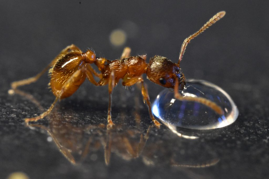 Myrmica rubra