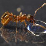 Myrmica rubra
