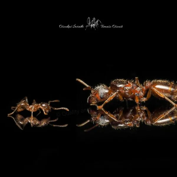 Pheidole pallidula