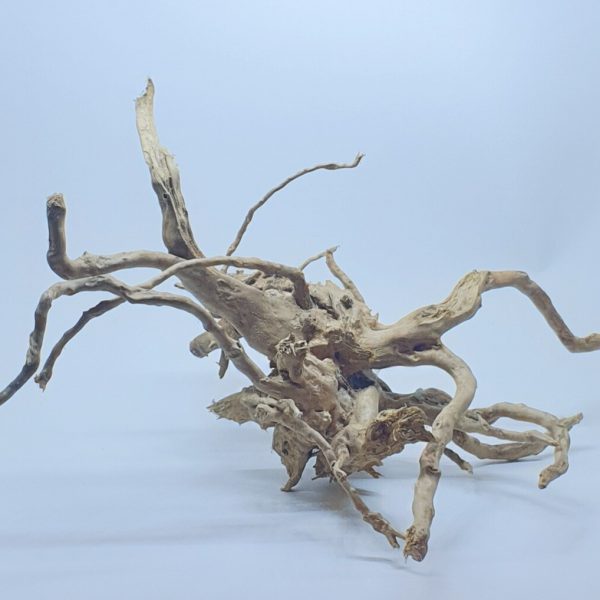 spiderwoodlarge