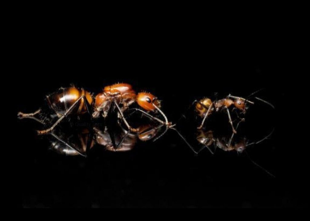 Camponotus nicobarensis