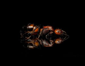 Camponotus nicobarensis
