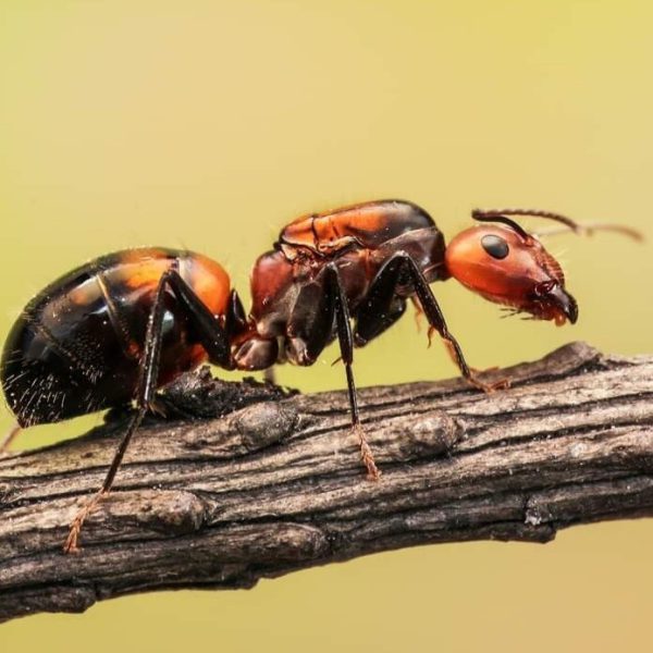 Camponotus nicobarensis