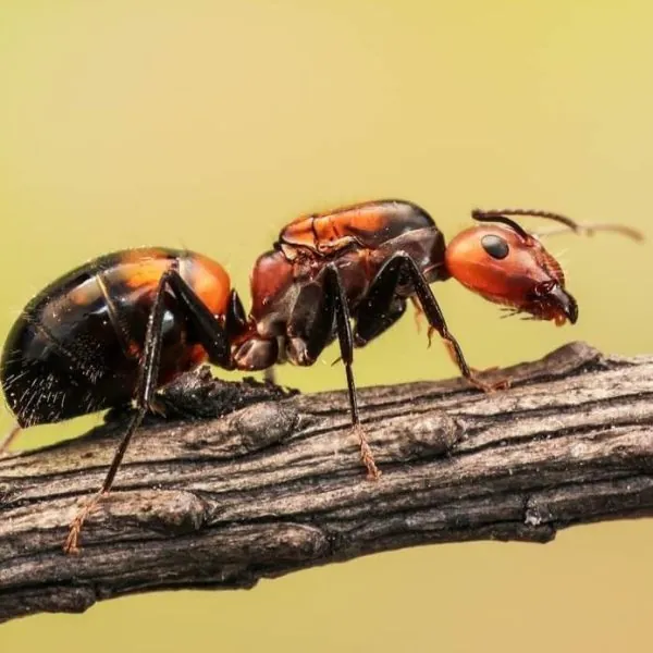 Camponotus nicobarensis