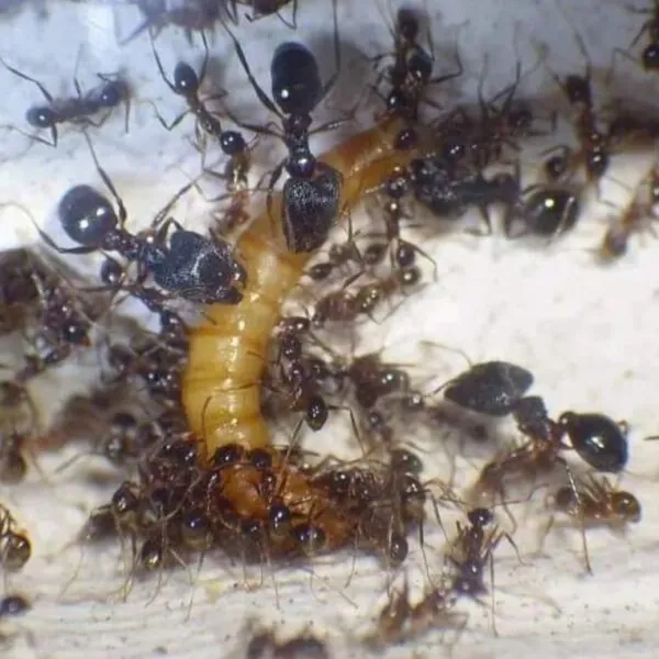 pheidole noda