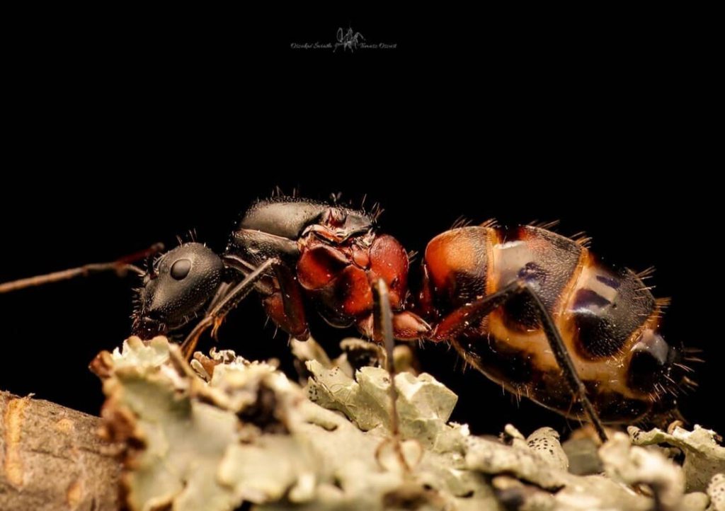 Starter Kit Crematogaster Ashmeadi Queen W/Brood 5-10 Workers Acrobat ant 