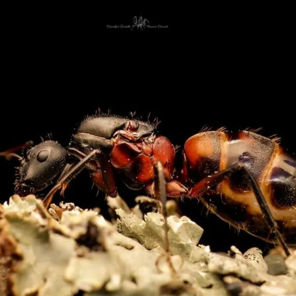 Camponotus cruentatus mierenkolonie