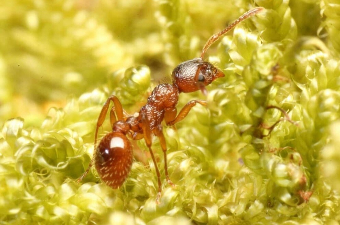 myrmicarubra1 Myrmica rubra kopen