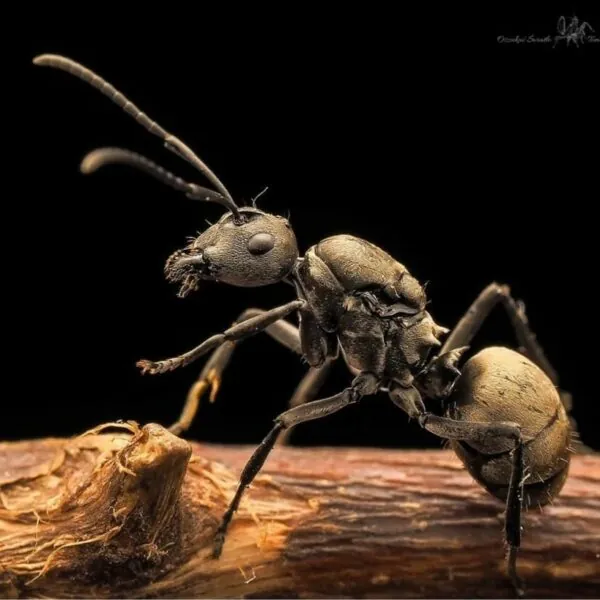 Polyrhachis dives kopen