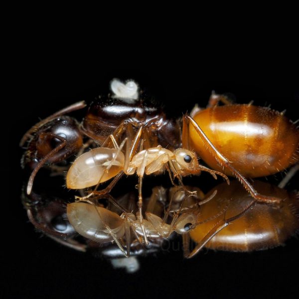 Camponotus fedtschenkoi img2