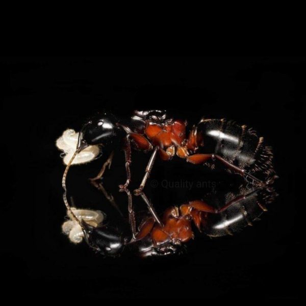 Camponotus herculeanus img