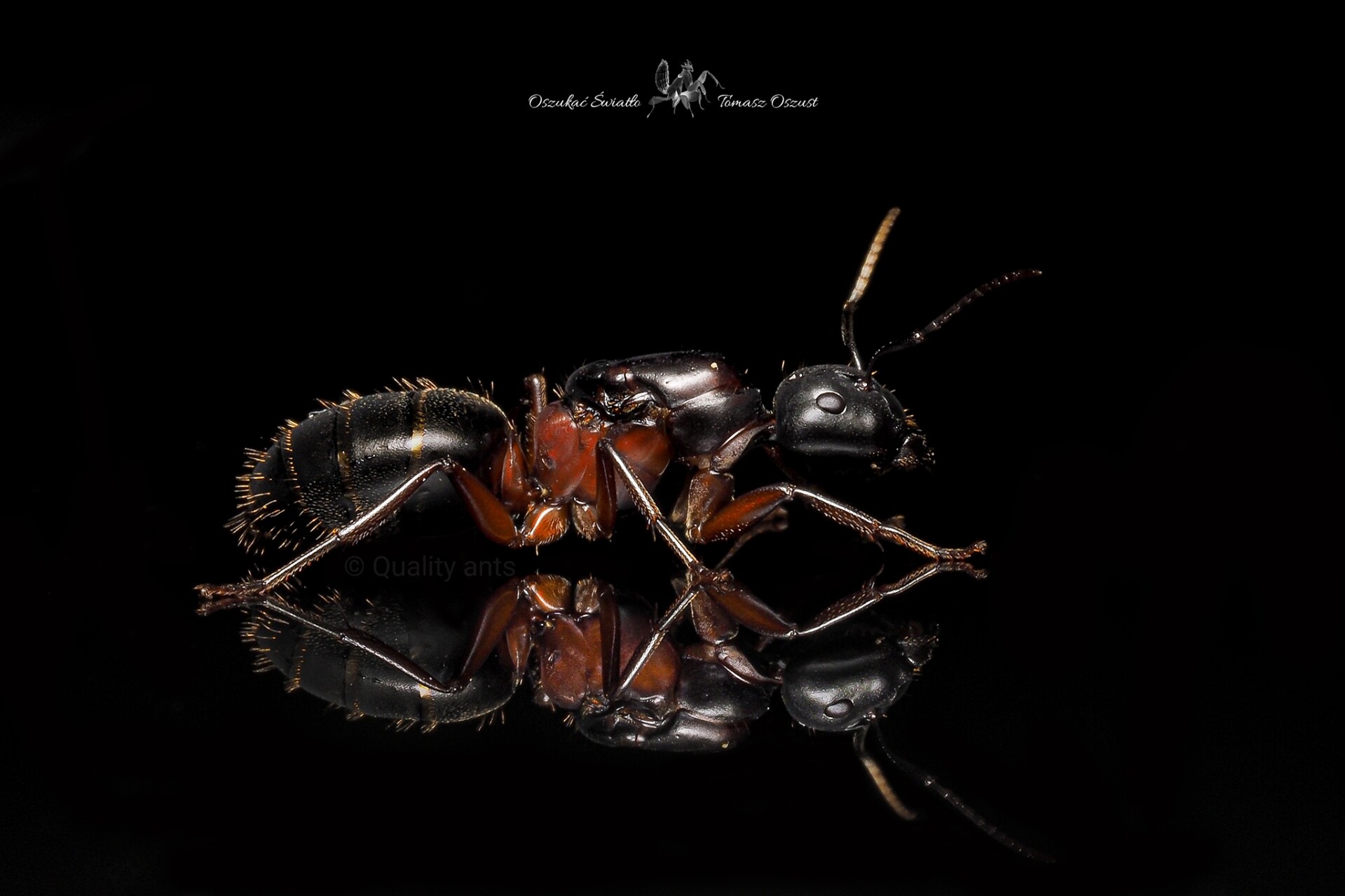 Camponotus herculeanus imagen 2