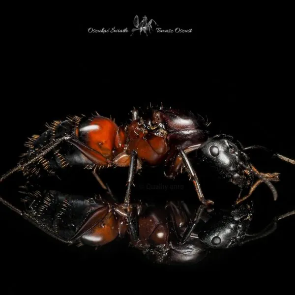 Camponotus ligniperda img