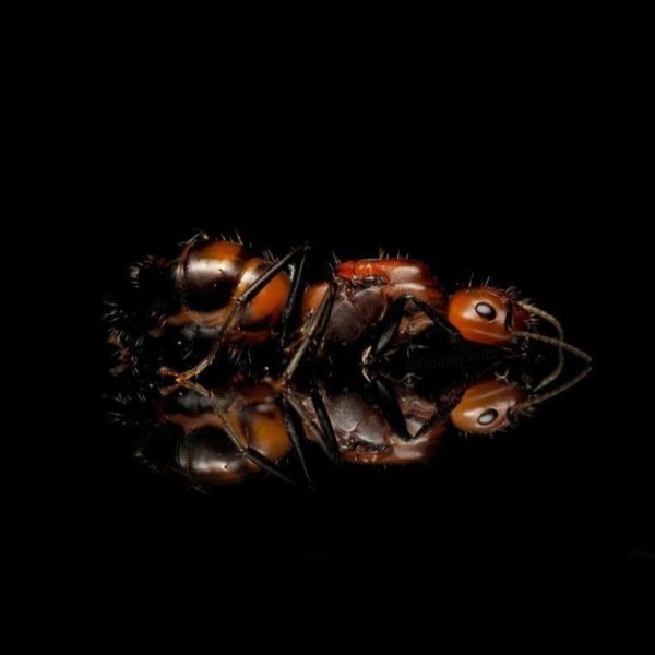 Camponotus nicobarensis img