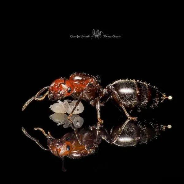 Crematogaster scutellaris img