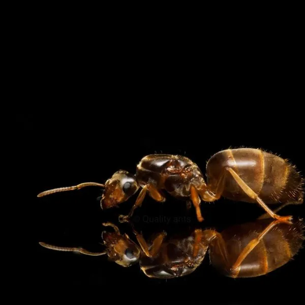 Lasius flavus img2