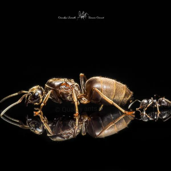 Lasius niger img