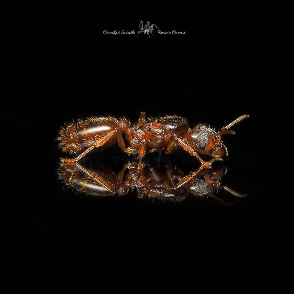 Pheidole pallidula img2