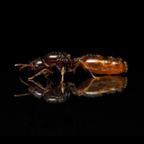 Solenopsis fugax img