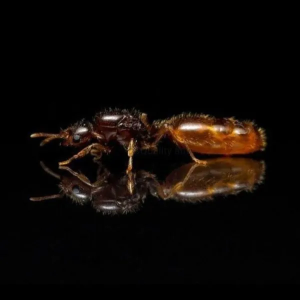 Solenopsis fugax img