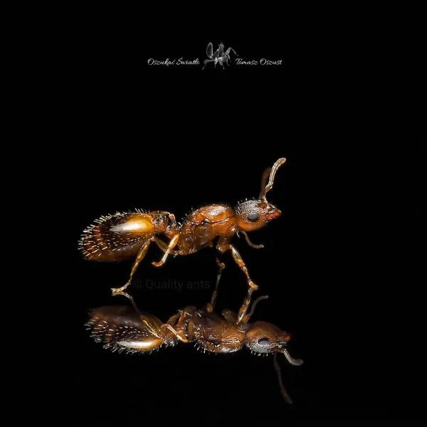 Temnothorax sp