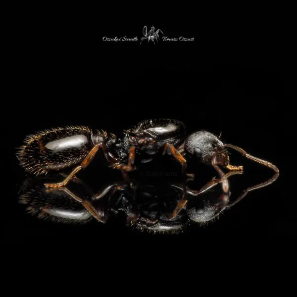 Tetramorium caespitum img2