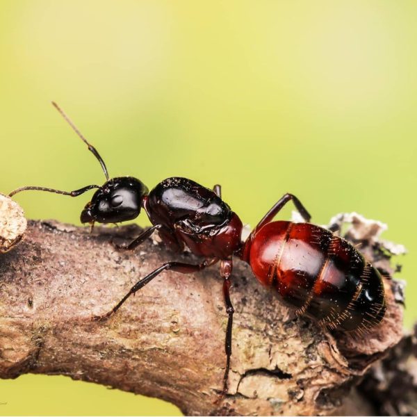 ﻿Camponotus ligniperda img2