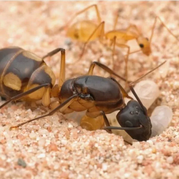 Camponutus maculatus