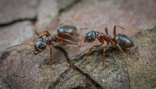 Acheter des fourmis