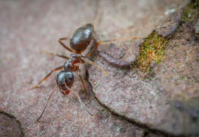 Acheter une colonie de fourmis