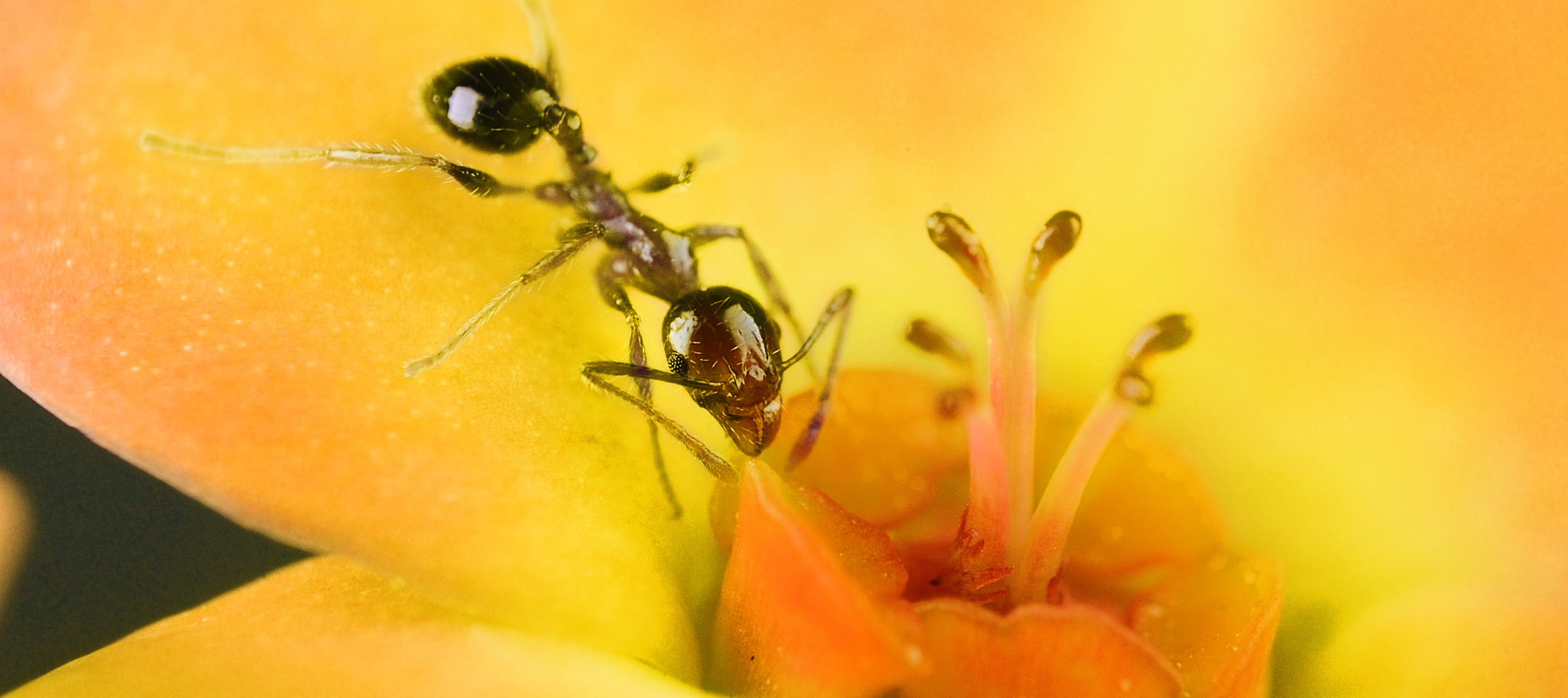 Comprar hormigas como mascotas