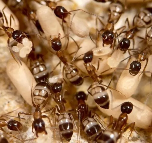 Camponotus albosparsus