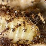 Pheidole yeensis