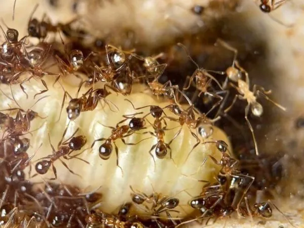 Pheidole yeensis