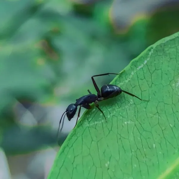 Camponotus japonicus kopen