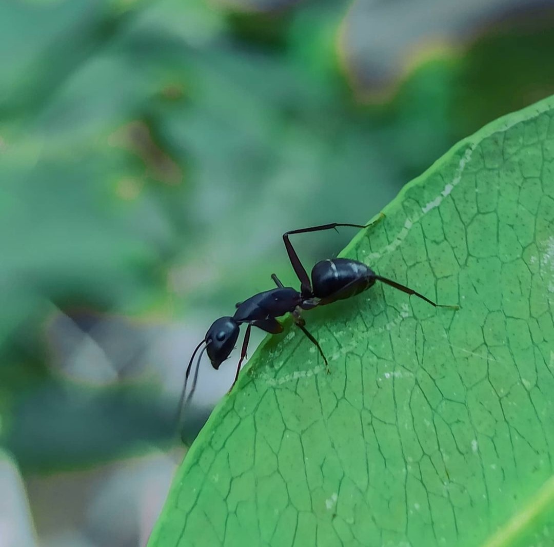 Camponotus japonicus kopen