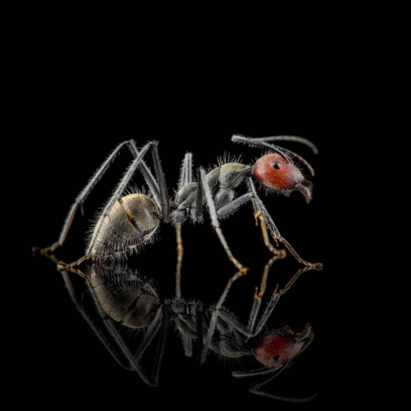 camponotus singularis