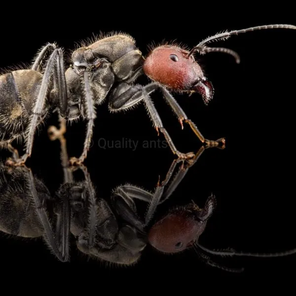 Camponotus singularis
