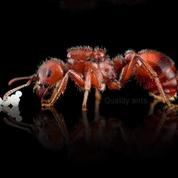 barbatus