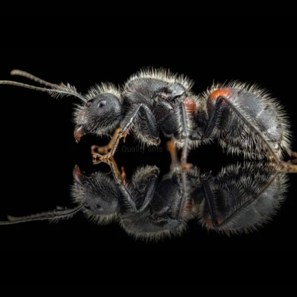 Camponotus mutilarius