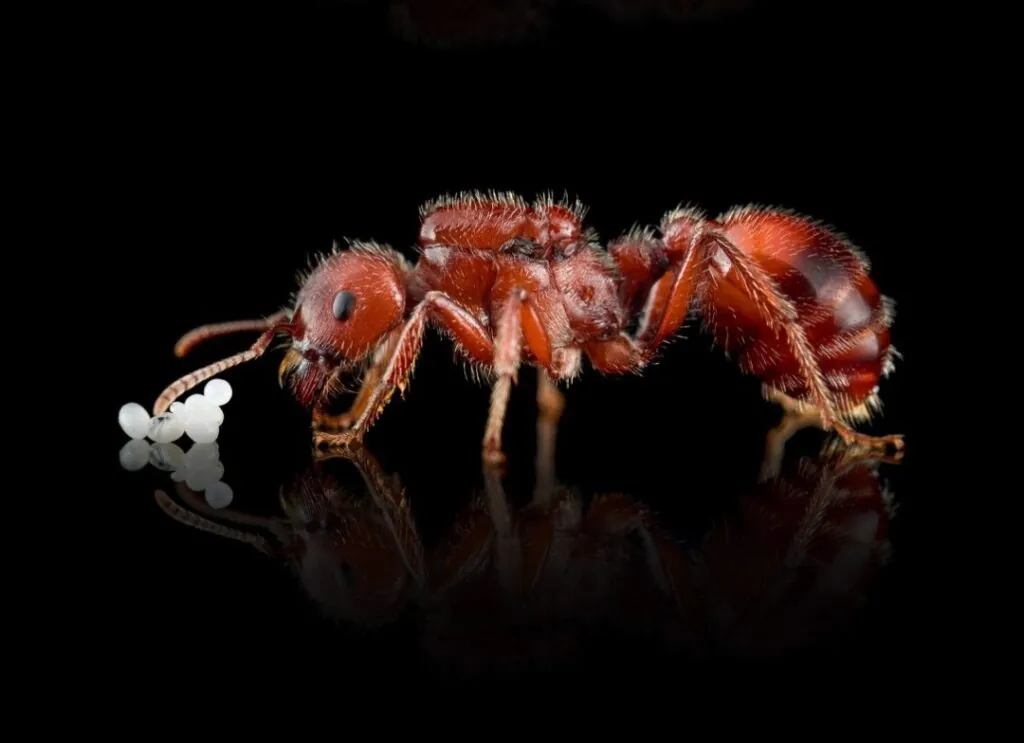 pogonomyrmex barbatus