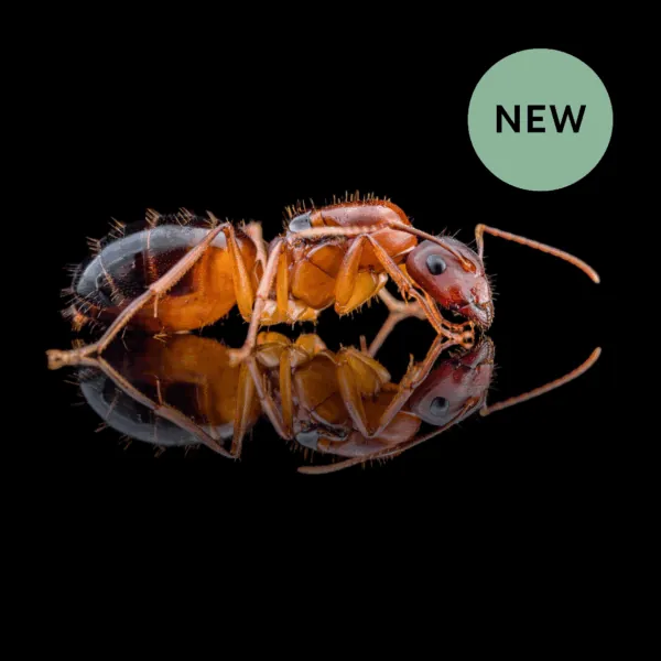 Camponotus pilicornis koningin