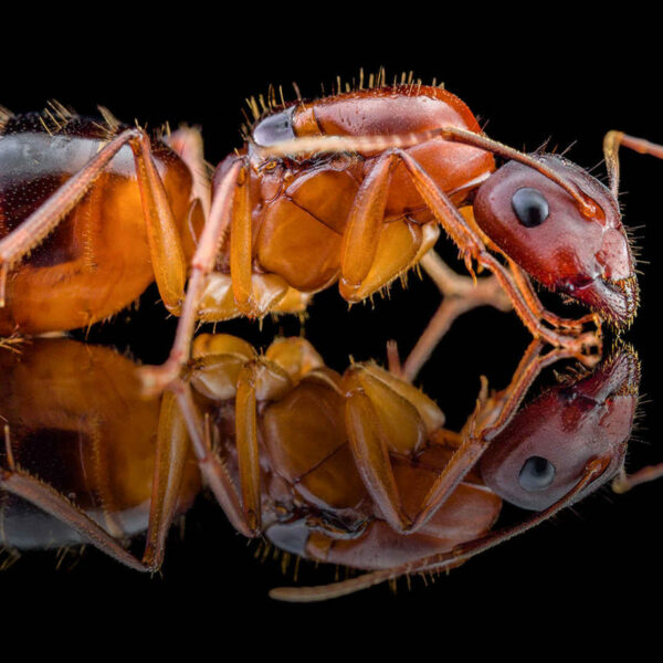 Camponotus pilicornis regina con covata