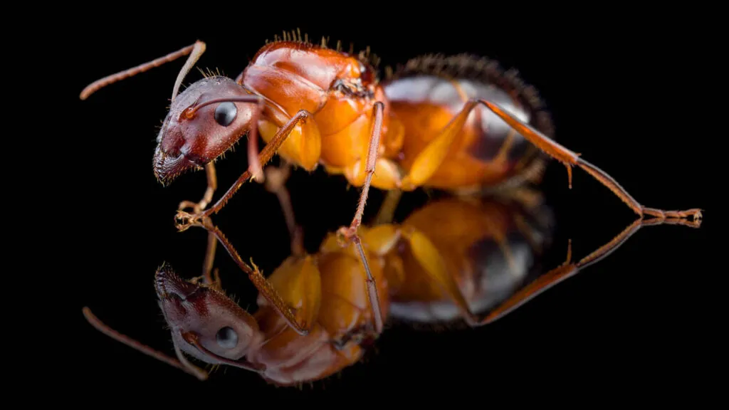 Camponotus pilicornis koningin