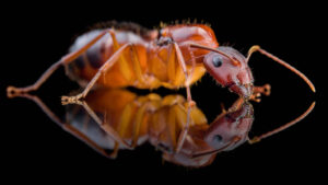 Camponotus pilicornis regina