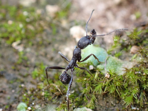 Aphaenogaster senilis